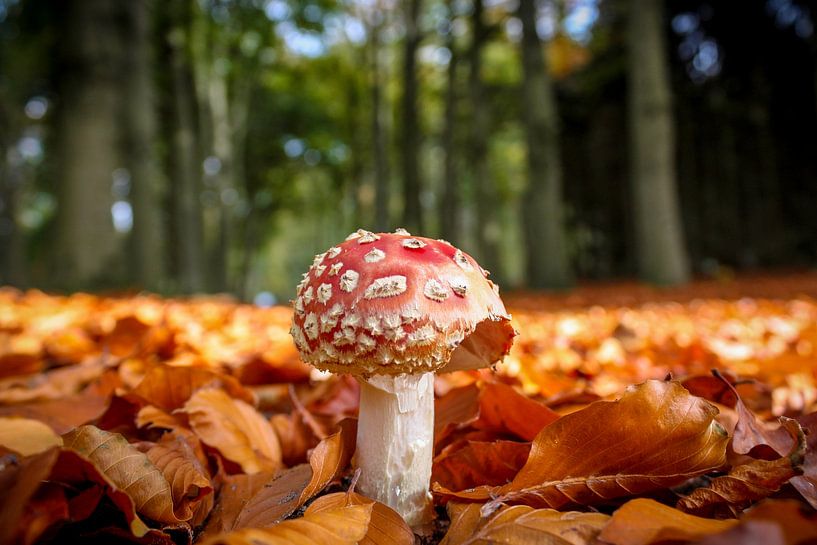 Fly agaric by Anja Wessels Fotografie
