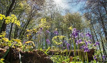 The forest of Ninove