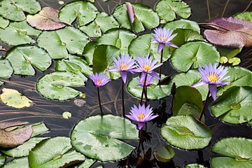 Purple water lilies sur Arie Storm