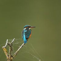 Kingfisher
