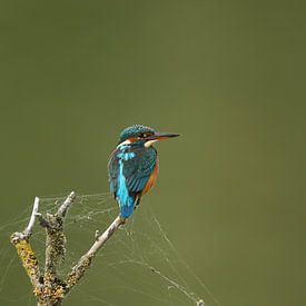 Kingfisher by Tom Smit