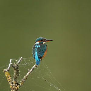 Ijsvogel
