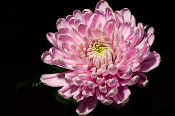 Pink flower on dark background by Christa van Dam