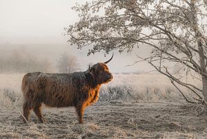 Schottischer Highlander im Winter