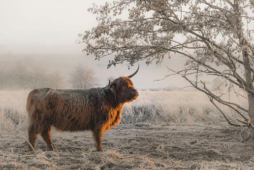 Schotse Hooglander in de winter