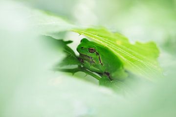 Baumfrosch versteckt zwischen den Brombeersträuchern in der Achterhoek von Jeroen Stel