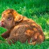 Scottish Highlander calf lying in the grass by FotoGraaG Hanneke