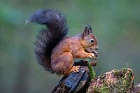 Eekhoorn in het bos (3)