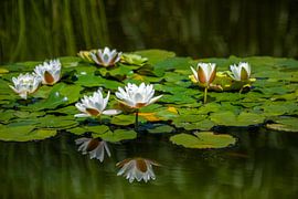 Weiße Seerosen