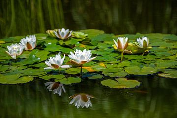 White water lilies by Ursula Di Chito