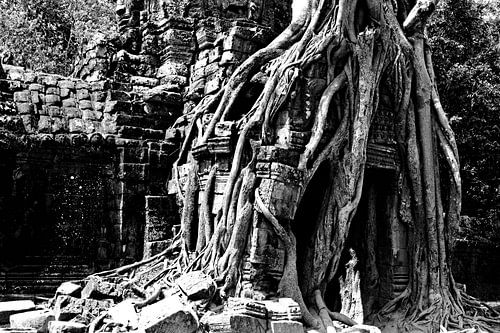 Your Som in monochrome: when nature embraces stone