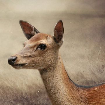 Roe deer by Heike Hultsch