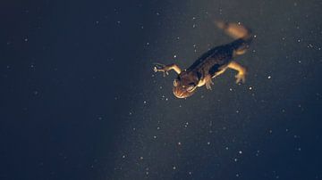 Kleine watersalamander aan de oppervlakte van Bas Ronteltap