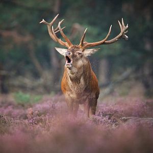 Purple heather von Pim Leijen