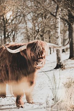 Schottischer Highlander im Schnee von Melanie Schat