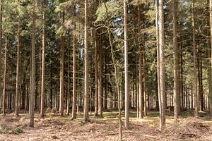Rechte bomen op een rij in Lage Vuursche
