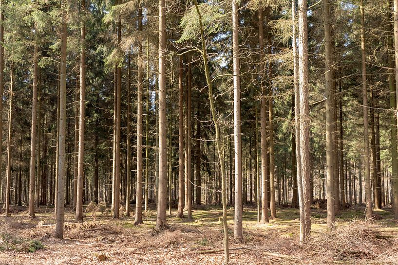 Rechte bomen op een rij in Lage Vuursche von Jaap Mulder