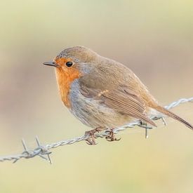 rouge-gorge de rêve sur Arnoud van der Aart