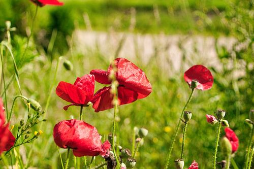 poppies