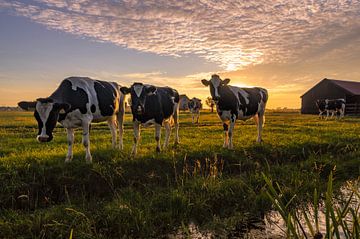 Neugierige Kühe an einem warmen Sommerabend von Martijn van der Nat