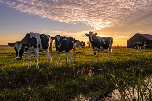Niewsgierige koeien op een warme zomeravond