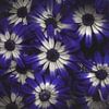 Blauwe bloemen | fineart fotografie van Laura Dijkslag
