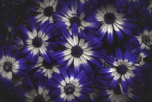 Blauwe bloemen | fineart fotografie van Laura Dijkslag