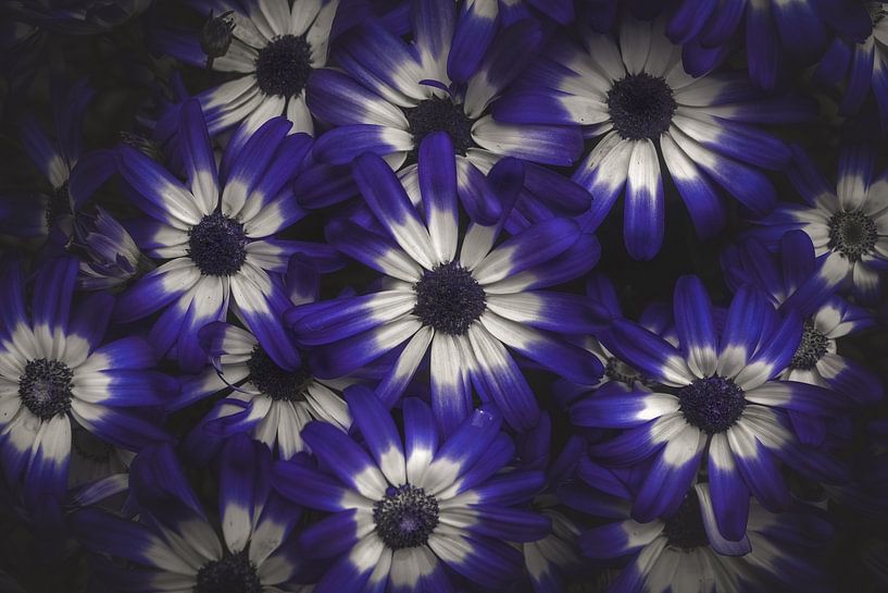 Blue flowers | fineart photography by Laura Dijkslag