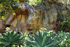 Cactussen op Madeira
