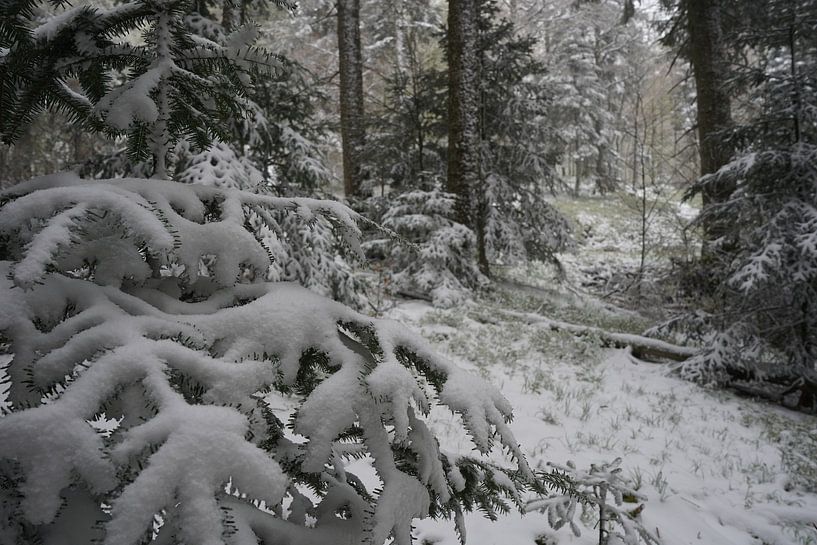 Auf dem Weg zum Grand Ballon, Vogesen von Madeltijntje