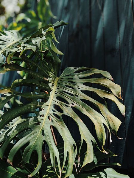 Monstera by Hello Pompoyo