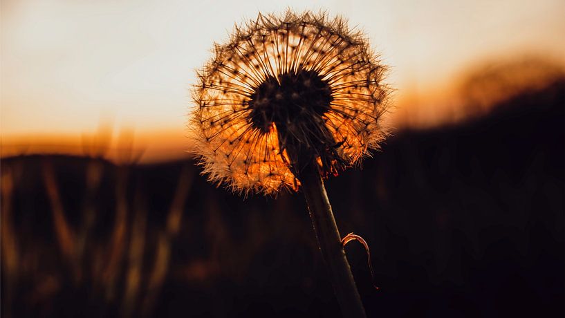 Pisbloem bij zonsondergang van Patrick Mertens aka Pat Probleme