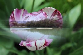 Lac à Tulipes sur Margit Färber