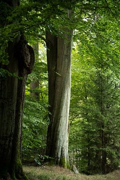 Winterbergkehren, Saxon Switzerland - Beech trunk by Pixelwerk