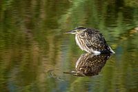 Heron in the water
