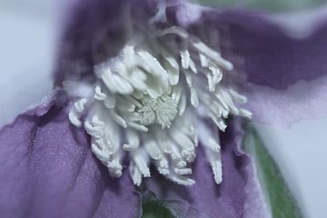 clematis von Yvonne Blokland