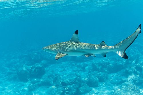 Blacktip reef shark