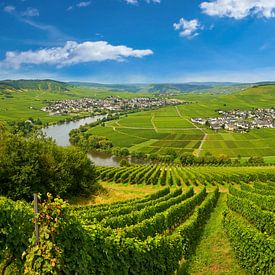 The Moselle between Leiwen and Trittenheim by Reiner Würz / RWFotoArt