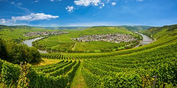 Die Mosel zwischen Leiwen und Trittenheim