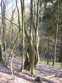 De dans van de bomen van Helmut Martin - The Art of Stone - Steinkunst & Photographie
