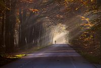 Cyclist in the forest