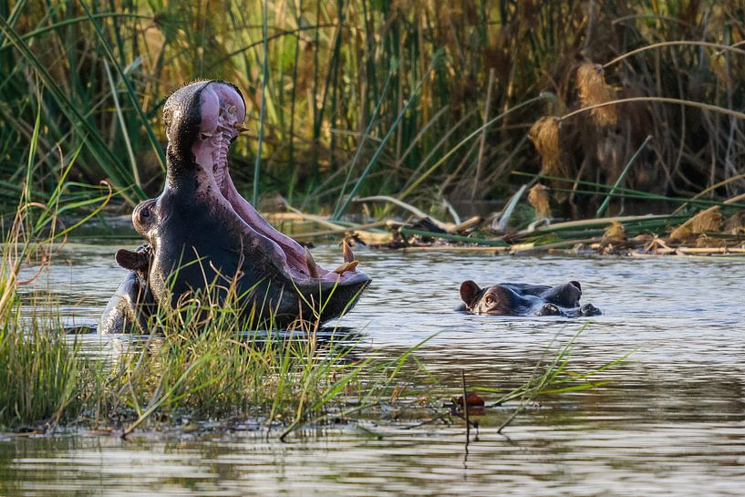 Hippo At the Caprivi Strip by Jurgen Hermse