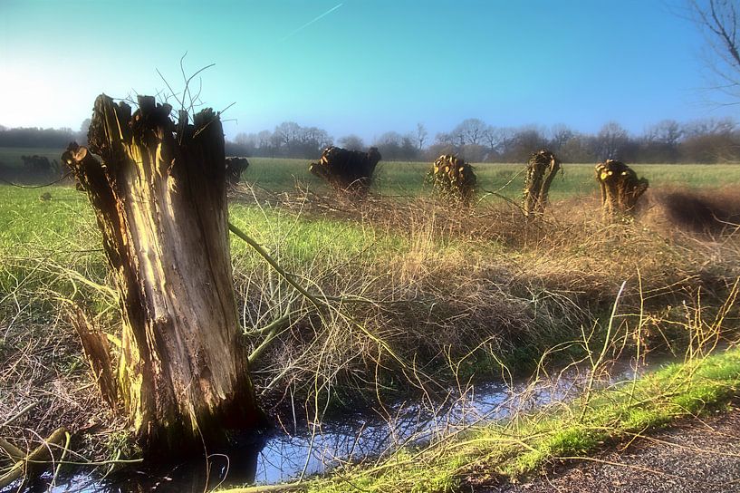 Geknotte wilgen van Edgar Schermaul