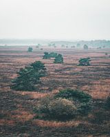 Trees on a misty plain in the Veluwe