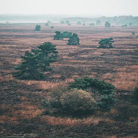 Bomen op een mistige vlakte op de Veluwe van Mick van Hesteren