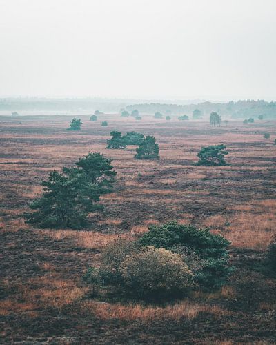Bomen op een mistige vlakte op de Veluwe