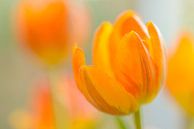 Geel oranje tulpen  van Gonnie van de Schans thumbnail