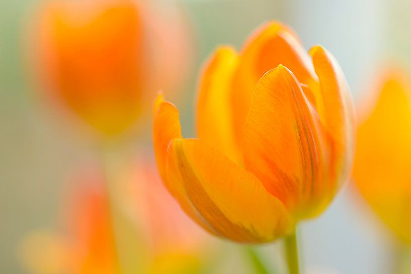 Geel oranje tulpen  van Gonnie van de Schans