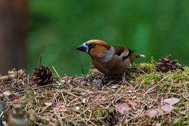 Apfelfink von Merijn Loch