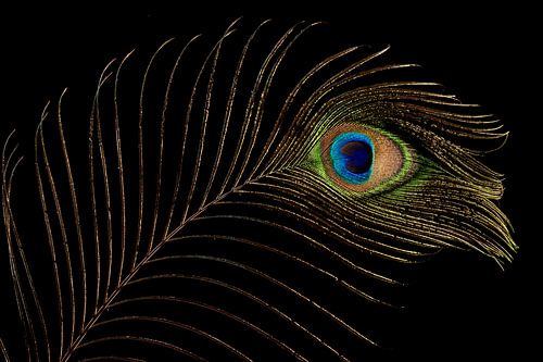 Plume de paon pour attirer l'attention (horizontale)